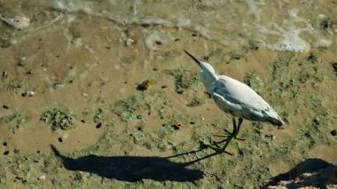 Mısır 'da Kızıldeniz kıyısı boyunca ıslak kumda yürüyen beyaz resif balıkçıl, doğal dokuları ve kopyalama uzayı ile uzun gölgeler bırakan kıyı kuşu. Yüksek kalite 4k görüntü