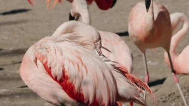 Pembe flamingo tüyleri kumlu zeminde dururken, zarif kıvrımlı boyun ve yumuşak pastel tüyler parlak gün ışığında, doğal ortamdaki sakin vahşi yaşam sahnesinde vurgulanıyor. Yüksek kalite 4k