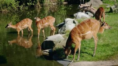 Bir grup sitatunga antilobu göl kenarında su içiyorlar, çizgili kahverengi vücutlar sakin suya yansıyor, gündüz vakti doğal sulak arazi manzarası. Yüksek kalite 4k görüntü