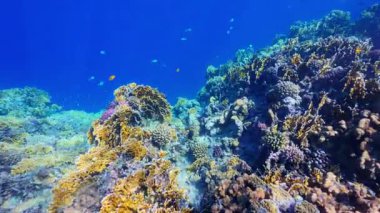 Kızıl Deniz 'de canlı mercan resifleri, renkli mercanların üzerinde yüzen tropikal balıklar, açık mavi su, doğal ışık, zengin deniz biyolojik çeşitliliği ve açık mavi arkaplan. Yüksek kalite 4k görüntü