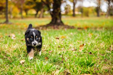 Black Australian Shepherd puppy with blue eyes walks on green grass in an autumn park with colorful trees in the background. High quality photo