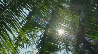 Güneş ışığı, aşağıdan görünen palmiye yapraklarını delip geçiyor, tropikal yapraklar, grafik çizgiler oluşturuyor, güçlü mercekler parlıyor ve doğal desenler ve açık gökyüzü ile havadar yaz havası yaratıyor. Yüksek kalite 4k görüntü