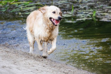 Golden Retriever köpeği sığ sulardan ıslak bir nehir kıyısına doğru koşuyor ve etkin bir doğa yürüyüşü sırasında su sıçrıyor. Yüksek kalite fotoğraf
