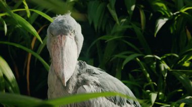 Ayakkabı gagalı leylek portresi tropikal yeşillikte dramatik doğal ışık ve yoğun bakışlarla. Yüksek kalite 4k görüntü