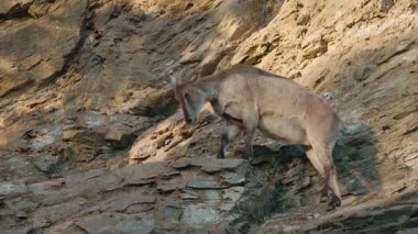 Dağ keçisi, gün ışığında kayalık kayalıklara dikkatlice tırmanıyor denge, çeviklik ve engebeli dağ yaban hayatının yaşam ortamında hayatta kalma becerilerini sergiliyor. Yüksek kalite 4k görüntü