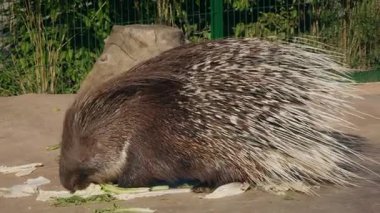 Kirpi, yerde taze sebzelerle besleniyor. Uzun sivri tüyleri ve dokulu kürkü olan doğal bir muhafazada. Yüksek kalite 4k görüntü
