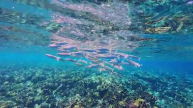 Kızıl Deniz 'deki su altı bölünmüş görüntüsünde dalgalanan yüzey ve mercan resiflerinin altındaki balık sürüsü, yarı su yarı yüzey etkisi ve berrak mavi su ve doğal ışık görülüyor. Yüksek kalite