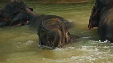 Asya filleri tropikal yaban hayatı sığınağında sığ bir nehirde birlikte banyo yaparken hortumlarıyla su sıçratıyor. Yüksek kalite 4k görüntü