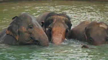 Bir grup Asya fili tropikal vahşi yaşam sığınağında nehir suyunda birlikte banyo yapıyor. Yüksek kalite 4k görüntü