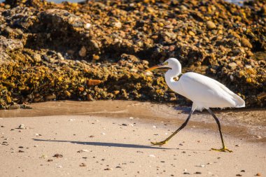 Beyaz balıkçıl uzun gölgeler, sığ dalgalar ve kayalık sahil arka planıyla kumlu sahil şeridi boyunca yürüyor, sakin deniz manzaralı vahşi yaşam sahnesi. Yüksek kalite fotoğraf