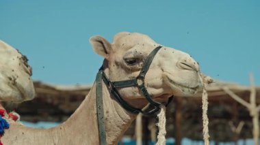 Mısır 'da Kızıldeniz yakınlarındaki kumlu sahilde duran iple bağlanmış devenin yakın plan portresi, turizm ve ulaşım için kullanılan geleneksel hayvan, mavi gökyüzü arka planı. Yüksek kalite 4k görüntü