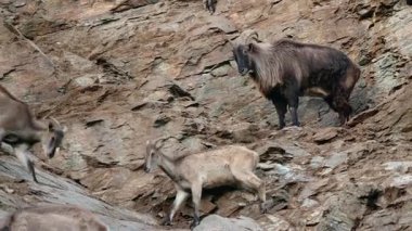 Vahşi dağ keçileri dik kayalık bir uçurumda ayakta ve yürüyorlar, dayanıklılık, denge ve vahşi dağ yaban hayatının engebeli ortamında sürü davranışları sergiliyorlar. Yüksek kalite 4k görüntü