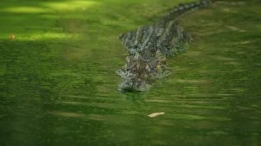 Yeşil gölet yüzeyinde süzülen siyam timsahı, sürüngen kafası ve gözleri tropikal tatlı su ortamında sessiz ama gergin bir yaban hayatı yaratıyor. Yüksek kalite 4k görüntü