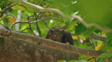 Küçük tropikal sincap orman tepe örtüsünde, sık yeşil yaprakların arasından gözetliyor, doğal ışık ve yumuşak bulanık arkaplan ile meraklı vahşi yaşam anı. Yüksek kalite 4k görüntü