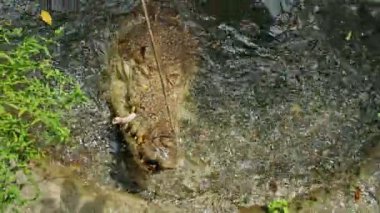 Timsah, kum zemininde ipe bağlı çiğ tavuğu ısırıyor ve tutuyor. Açık çeneler ve keskin dişler beslenme anını yakalıyor. Kontrollü tropikal yaşam ortamında güçlü yırtıcı davranışlar. Yüksek