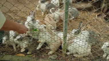 Küçük bir çiftlikteki tel örgülerin içinden genç tavşanları elle beslemek kırsal alanda samanların üzerinde toplanan tüylü tavşanlar insanlar ve hayvanlar arasındaki etkileşim. Yüksek kalite 4k görüntü