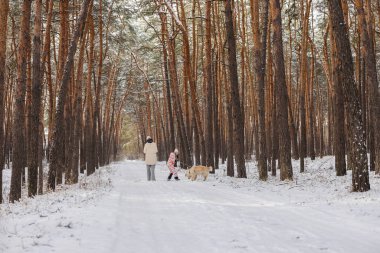 Genç kız ve kadın Golden Retriever köpeğiyle karlı çam ormanları yolu boyunca yürüyor, kış aile yürüyüşü, soğuk mevsim doğa koridoru, ayak izleri ve sakin bir atmosfer. Yüksek kalite fotoğraf