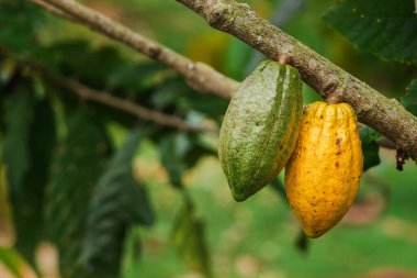 Tropikal plantasyondaki bir ağaç dalında asılı yeşil ve olgun sarı kakao kabukları, kakao hasadı konsepti, organik çikolata üretimi ve doğal tarım ortamı. Yüksek kalite fotoğraf
