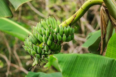 Yeşil muzlar tropikal bir muz ağacında taze bir kümede yetişiyor. Yeşillik yaprakları ve doğal orman zeminiyle birlikte. Organik tarım ve sağlıklı meyve hasadı kavramı. Yüksek kalite fotoğraf