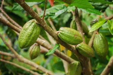 Bereketli yağmur ormanları ortamında, tropikal bir ağaç dalında yetişen yeşil kakao kabukları, kakao tarımı kavramı ve doğal tarım ortamında organik çikolata üretimi. Yüksek kalite fotoğraf
