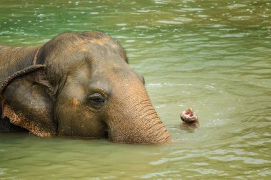 Çamurlu bir nehirde yüzen Asya fili, yükselen hortumuyla, tropikal Tayland 'da sakin bir yaban hayatı anı doğal davranışlarını ve huzurlu nehir manzarasını gösteriyor. Yüksek kalite fotoğraf