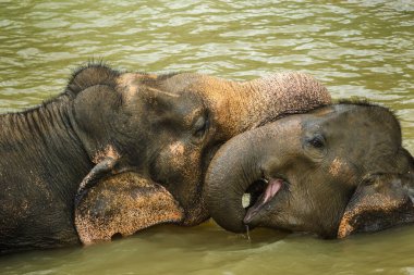 Yetişkin Asya fili, Tayland 'da çamurlu bir nehirde birlikte banyo yaparken ve yüzerken genç bir filin üzerinde nazikçe dinleniyor. Yüksek kalite fotoğraf