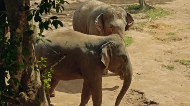 İki Asya fili, ağaçlar ve açık alanla birlikte kumlu yolda doğal bir şekilde yürüyorlar. Yüksek kalite 4k görüntü