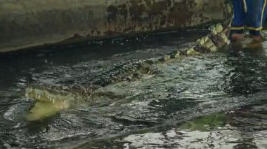 Siyam timsahı, antrenör kuyruğuyla içeri sürüklenmiş, saldırgan sürüngen, gergin vahşi yaşam etkileşim sahnesinde çenesini açıyor. Yüksek kalite 4k görüntü