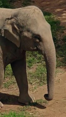 Asya fili çimenli yolda yürüyor, yakından bakıyor, dokulu deriyi vurguluyor, uzun gövdesi var, ve doğal tropikal sığınak ortamında sakin bir yaşam sürüyor. Yüksek kalite 4k görüntü