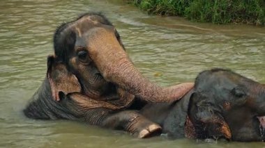 İki Asya fili, ferahlatıcı bir banyo sırasında nehire neşe içinde etkileşime girerek, doğal bir sığınakta yakın sosyal bağ ve nazik davranışlar sergiliyorlar. Yüksek kalite 4k görüntü