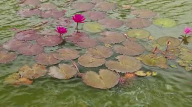 Pembe nilüfer çiçekleri ve nilüfer çiçekleri arasında yüzen ikramları yemek için toplanan balıklar tropik bahçe ortamında hafif dalgalı yeşil gölet sularında süzülürler. Yüksek kalite 4k görüntü