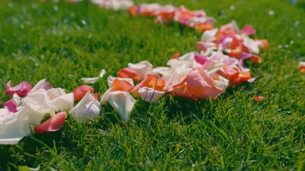 A trail of red, white, and pink rose petals on green grass before a wedding.