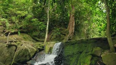 Sihirli Bahçe 'deki yosun kaplı taş duvarın üzerinden akan küçük orman şelalesi yemyeşil orman ve yağmur ormanlarındaki yoğun yeşil bitki örtüsüyle çevrili. Yüksek kalite 4k görüntü