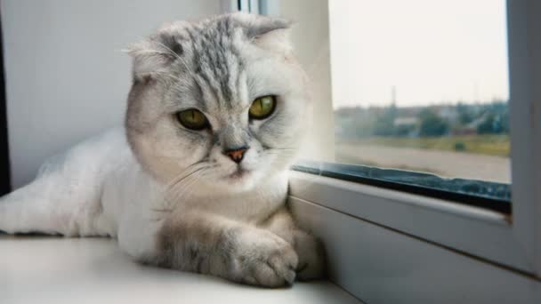 Gato de fresno sentado en la ventana. Concepto: calidez, comodidad — Vídeo de stock