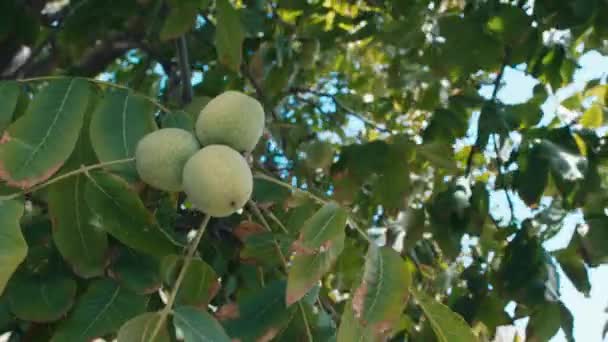 Green walnuts growing on a tree — Stock Video