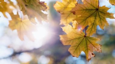 Sarı sonbahar yaprakları