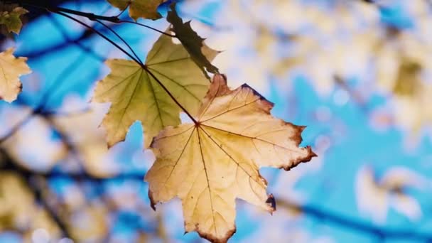 Liście żółtej jesieni — Wideo stockowe