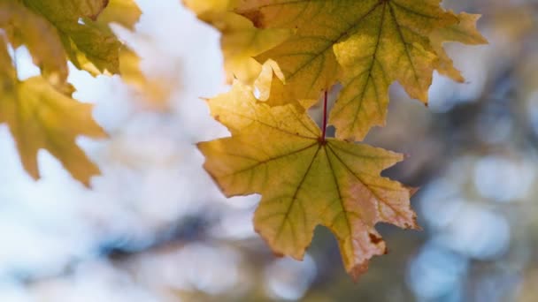 Hojas amarillas de otoño — Vídeo de stock