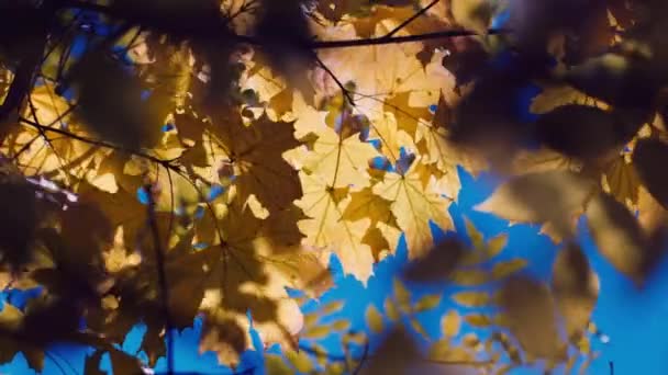 Feuilles d'automne jaunes — Video