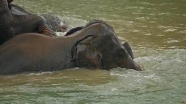 Doğal banyo sırasında vahşi yaşam sığınağında Asya fili kısmen nehir suyuna battı. Yüksek kalite 4k görüntü