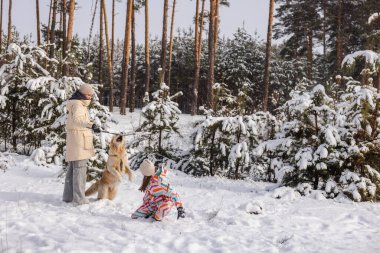 Karlı çam ormanlarında Golden Retriever köpeğiyle çekişen iki genç, neşeli etkileşimli kış yaşam tarzı sahnesi. Yüksek kalite fotoğraf