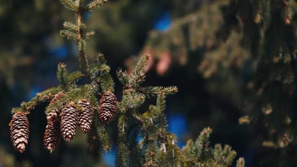 Plusieurs cônes sur l'épinette 