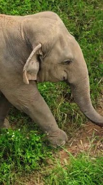 Genç Asya fili tropikal yaban hayatı sığınağında yeşil çimlerde otluyor. Doğal yaşam ortamında beslenen barışçıl otçullar. Yüksek kalite 4k görüntü