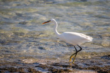 Mısır 'ın kayalık sahillerinde sığ deniz suyunda yüzen beyaz balıkçıl. Yüksek kalite fotoğraf