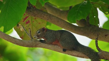 Yeşil yaprakların arasında dinlenen tropikal sincap yumuşak doğal ışık ve bulanık orman arka planıyla sakin bir yaban hayatı sahnesi. Yüksek kalite 4k görüntü