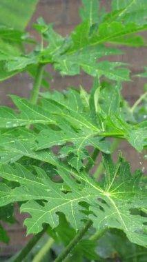 Tayland 'da muson mevsiminde yemyeşil papaya yapraklarının üzerine düşen tropik yağmur taze bitki örtüsü ve nemli bitki örtüsü ile doğal yağış dokusu. Yüksek kalite 4k görüntü