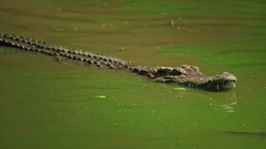 Yeşil gölet suyunda yüzen siyam timsahının uzun bir görüntüsü. Sırtı desenli ve çenesi açık. Tropikal vahşi yaşam sahnesinde görülebiliyor. Yüksek kalite 4k görüntü
