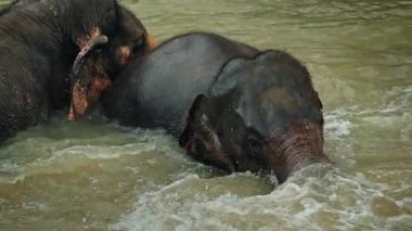 İki Asya fili sığ bir nehirde birlikte yıkanırken, biri hareket halindeki sulara doğru yol alırken diğeri de huzurlu bir tropikal vahşi yaşam sahnesini yakından takip ediyor. Yüksek kalite 4k görüntü