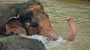 Nehirde yıkanan Asya fili, doğal bir vahşi yaşam sığınağında huzurlu bir anda hortumunu suyun üzerine kaldırıyor. Yüksek kalite 4k görüntü