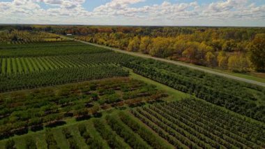 Kırsal yolun yanında uzun ağaç sıraları olan elma bahçesinin havadan görünüşü, yeşil tarım arazileri ve sonbahar orman manzarası, çiftçi işi ve mevsimsel tarımın şekillendirdiği tarım arazileri. Yüksek kalite 4k